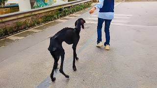 The Skinny Dog Followed The Girl Begging For Help, Then The Unbelievable Happened