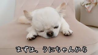 【ただ寝てるだけ】子犬と先輩チワワのお昼寝。