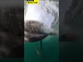 Video captures whale body-slamming windsurfer at Sydney beach