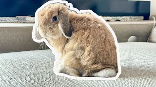 Why do Rabbits thump? by Bella & Blondie Bunny Rabbits 2,107 views 1 month ago 1 minute, 2 seconds