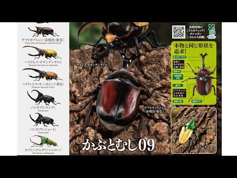 Rhinoceros Beetle 09