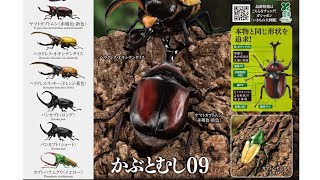 縄文土器　小動物？昆虫？珍品　箱付き　R99-2 specimen-box4_04.png