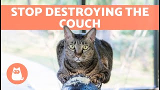 How to STOP My CAT SCRATCHING the FURNITURE  (Causes and Solutions)
