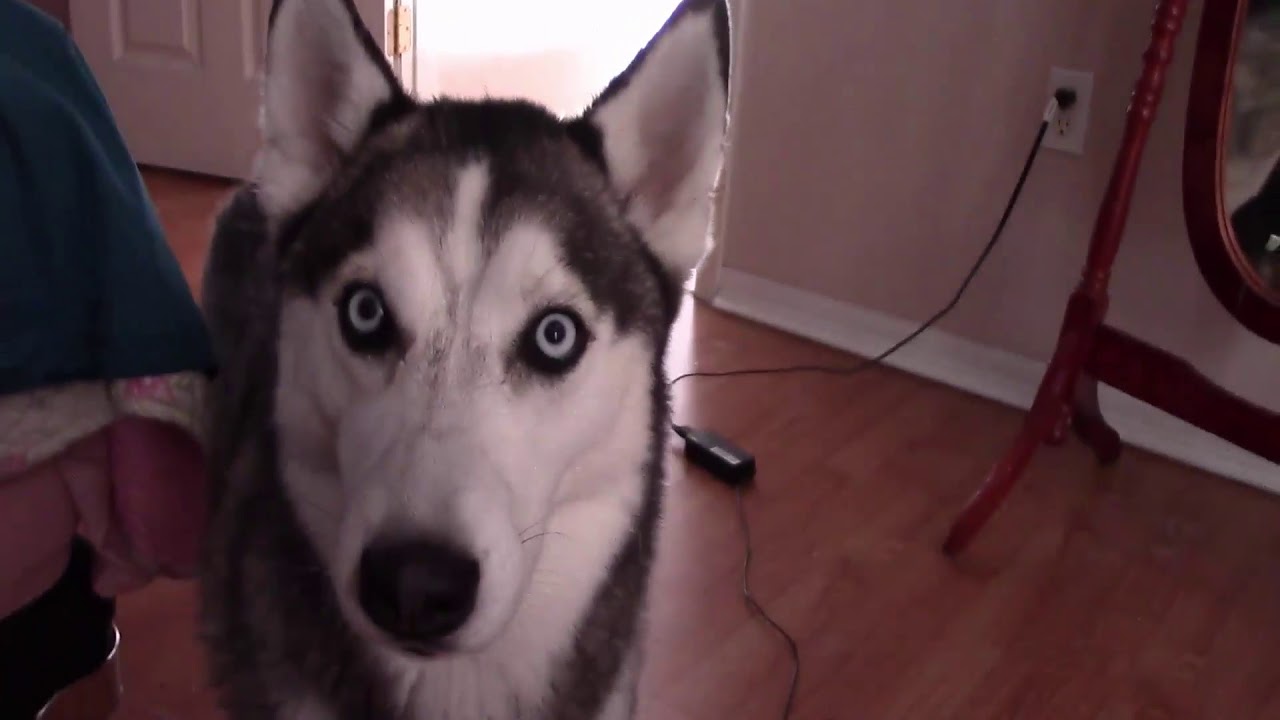 нашатырный спирт в сша 1045.США.НАША МИЛАЯ СОЧУЛЬКА !! Lyubov Reed