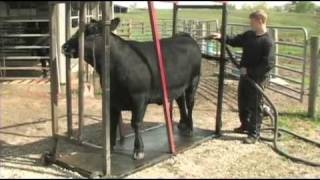 Fitting and Showing Angus Cattle, Part 1