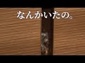 【可愛すぎ】自分のまくらを持ってきた犬 #shorts