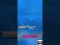 Dolphins Have Names: Hear Their Secret Underwater Calls! #shorts