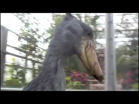 صوت طائر ابو مركوب أو ابوحذيفة اوالدودو 