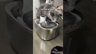 Tahukah Anda bahwa 1 dari 3 kucing menderita penyakit ginjal? 🙀