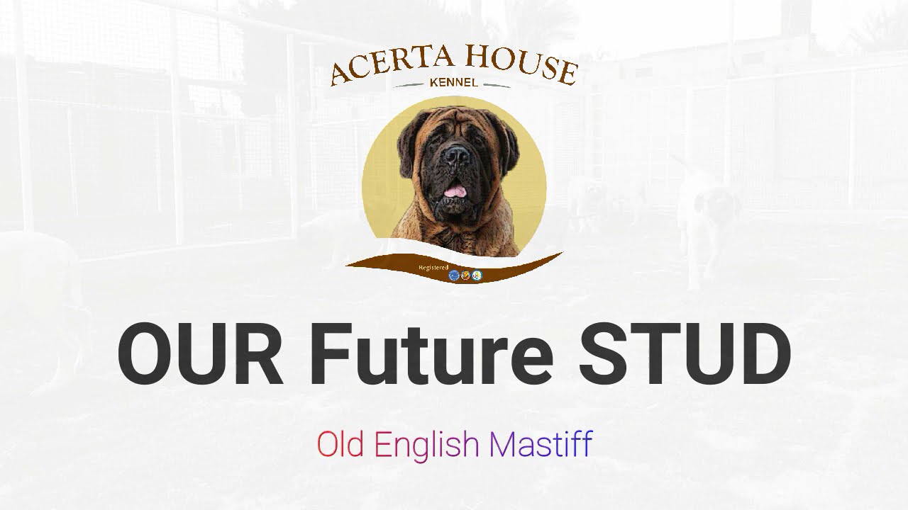Old English Mastiff future