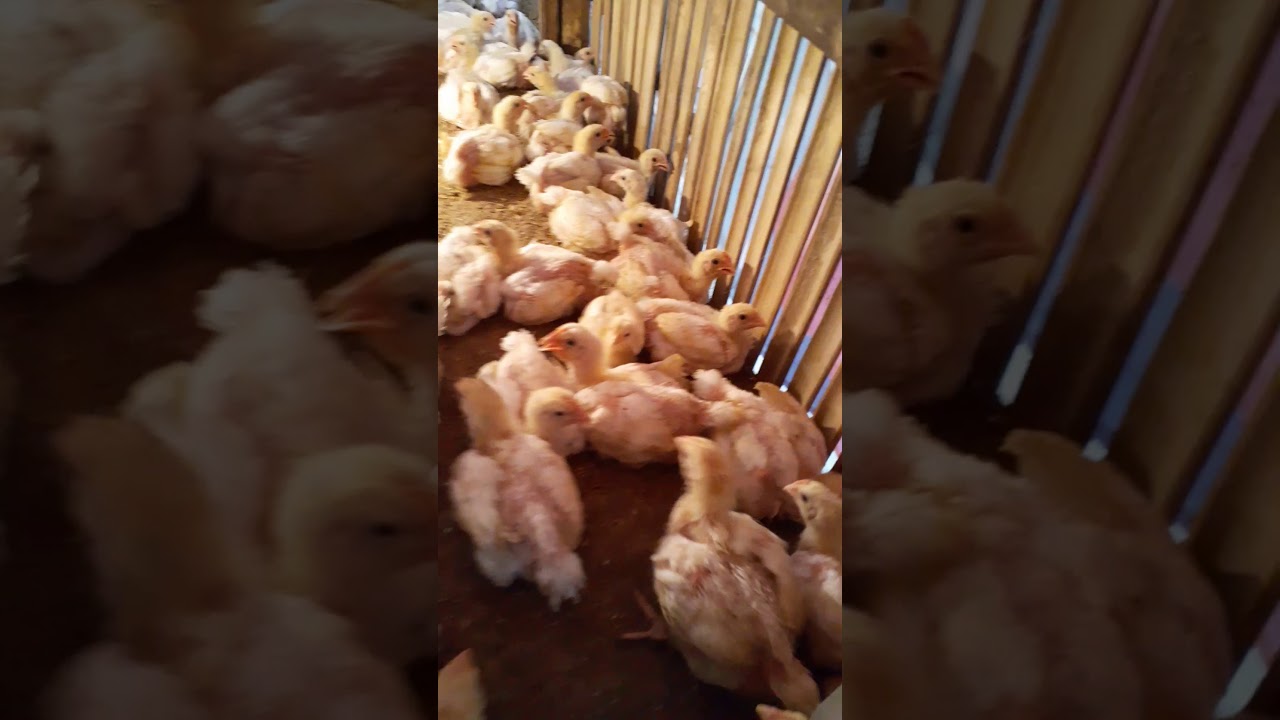 HASIL TERNAK AYAM BROILER/PEDAGING SKALA RUMAHAN UMUR 3 MINGGU (CARA