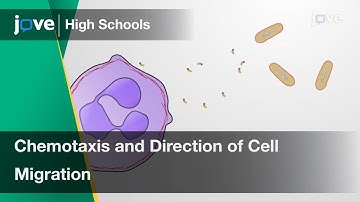Chemotaxis and Direction of Cell Migration | Cell Bio | Video Textbooks - Preview