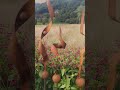 Dancing Wind Stems 70" – Tall Rusty Metal Garden Sculpture #MetalArt #GardenSculpture #OutdoorArt