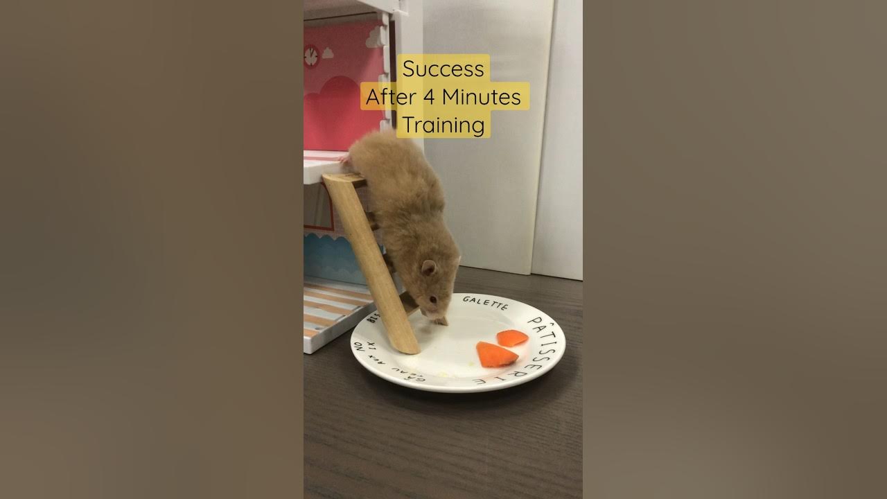 Well done hamster you can climb down the ladder hamsters babyanimals