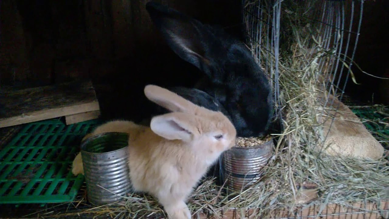 Утренний обзор,сделали сенники,про полы в клетке.#полыдлякроликов ...