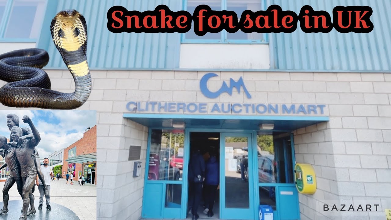 Birds and Pets Market in UK.Clitheroe Auction 2023 apna des auction