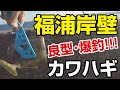 【福浦岸壁】外道を避けながら良型カワハギをねらえ！【釣り動画】
