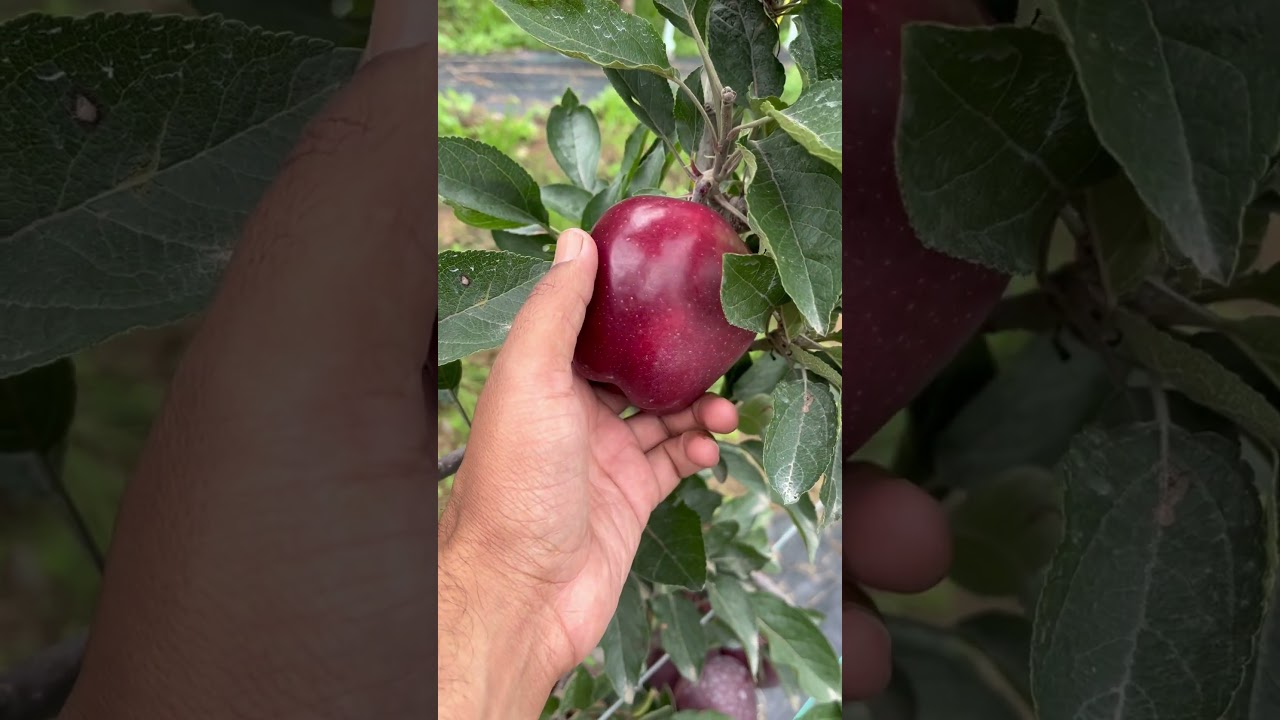 Rd - 11 red delicious apple variety