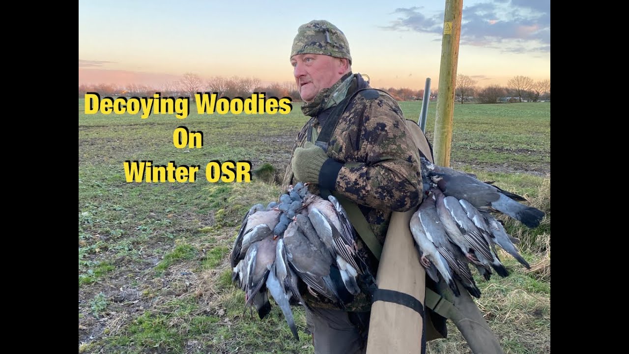 Wood Pigoen Shooting!!! Decoying Woodies On Winter OSR