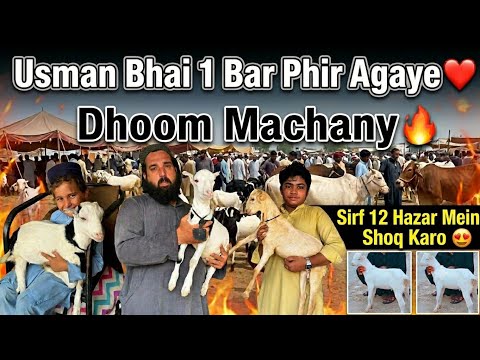 Usman Goat Farm Visit Latest Update😍24-June-2026❤️Mandi Say Kam Kimat Mein Challenge🔥😱
