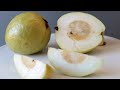 All about white tropical guava guayaba  how to eat  taste test