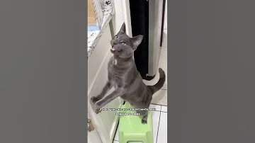 Самые маленькие породы кошек