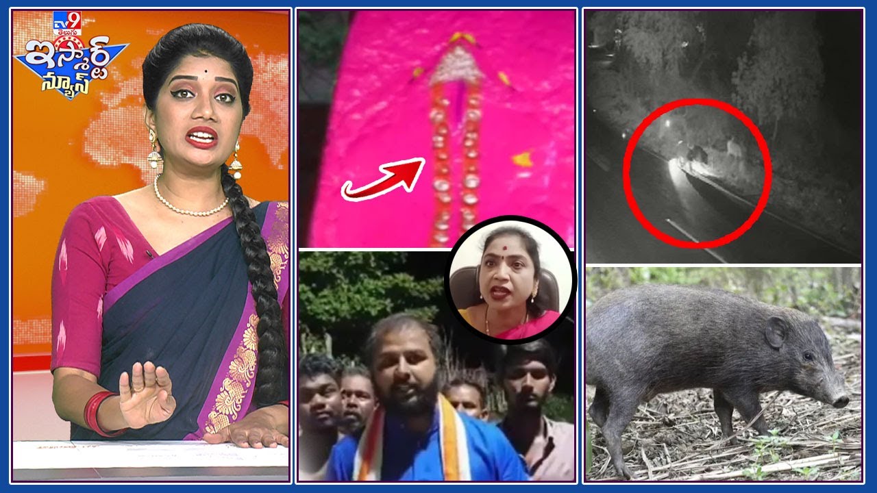 iSmart News :  పందులను కిడ్నాప్ చేసిన పరమ నికృష్టులు |  అవి హన్మంతుని కళ్లేనా..? -TV9
