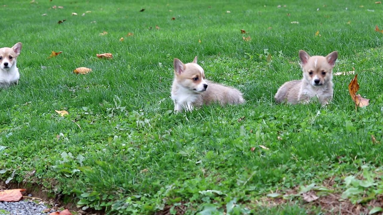 Houston | Pembroke Welsh Corgi Puppy For Sale | Keystone Puppies