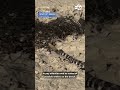 Rattlesnake spotted at OC beach; man says it slithered by his feet