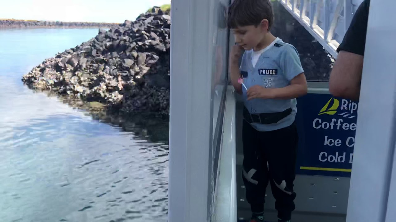 Oliver Polliver watches fish swim up to the wharf in New Zealand