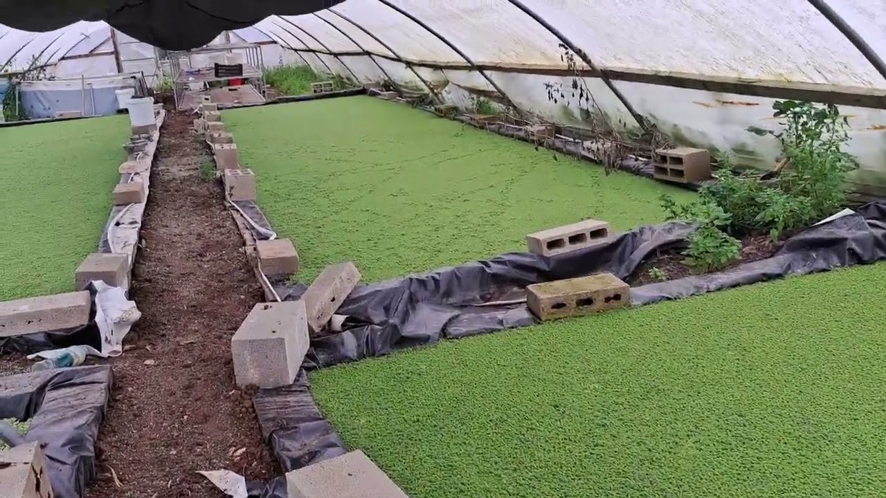 مكاسب و حسنات الأزولا. و هل الأزولا تخفض من فاتورة الدواء؟  دور الأزولا في الصناعات العلفية