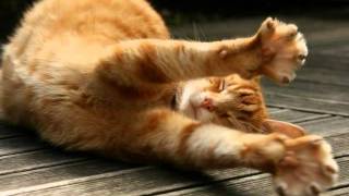 ♫ Music & Cats =^o^=