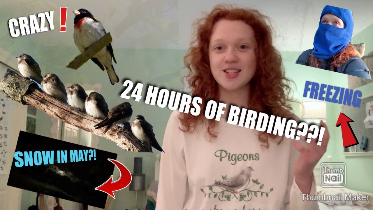 24 HOURS OF BIRDING?! (World Series Of Birding!!) YouTube