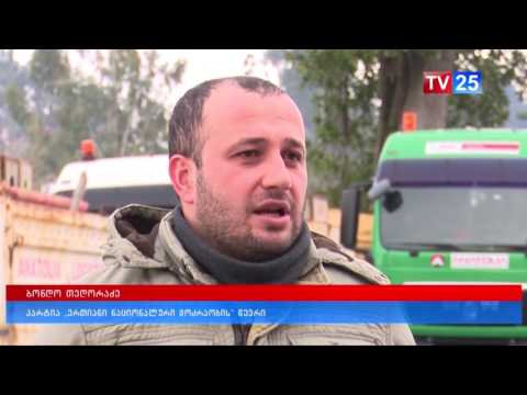 აჭარიდან გურიაში კიდევ ერთი გიგანტური ხე მიემგზავრება