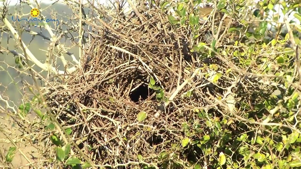Uruguay por dentro 16 de Agosto del 2025, Los Relatos de un Caminante.
