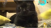 Nan Nan Back Undefined Skip Navigation Search Search Sign In Undefined Home Home Explore Explore Subscriptions Subscriptions Library Library History History Play All くるねこ 109 Videos 75 807 Views Last Updated On Sep 8 21 Show More ｙ