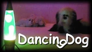 Dancing Dog