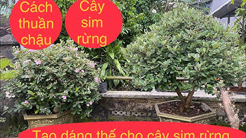 Giải pháp cho cây sim rừng bonsai thuần chậu/ Các đang thế phù hợp cho cây sim rừng trồng trong chậu