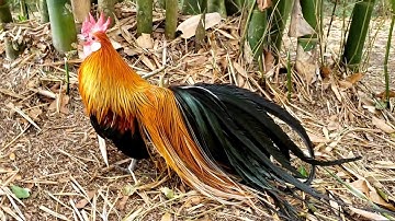 Bamboo - Bantam Phoenix Qaib Dib Tw Ntev