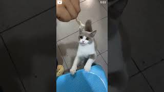 Sahibine Küsen Kedi