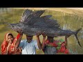 GIANT 20 KG KOLA FISH CUTTING AND COOKING Big Cola Fish Curry Pakhi Mach Gravy Recipe EASY MEAL PREP