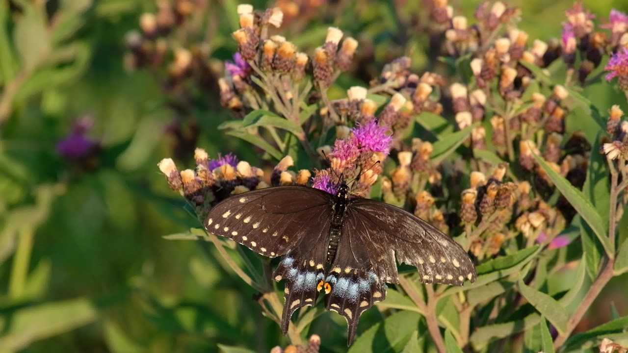 Black Swallowtail (Papilio polyxenes)