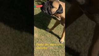 Is This The End of the Road For Bullmastiff fight?#viral #bullmastiff #viral #youtube #trending