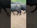 Banni buffalo bannibuffalobannibull bannibuffalobullbannibullfightbannibhesshort.