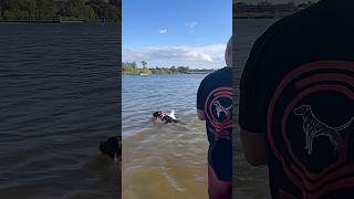 Swimming Session With The Dogs And Rc Boat