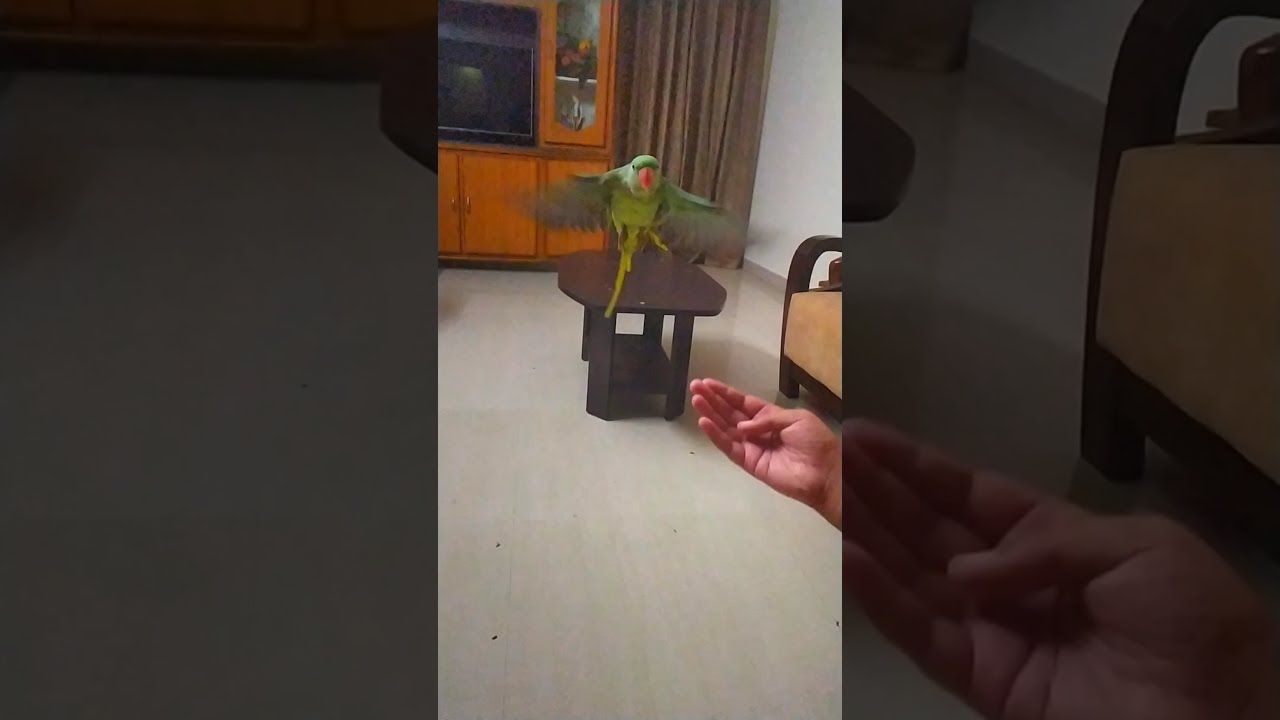 Majestic Alexander Parrot Rio..Slow-Mo!