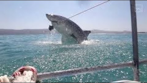 *MEGALODON* 10 Of The Biggest Sharks EVER Caught on Camera