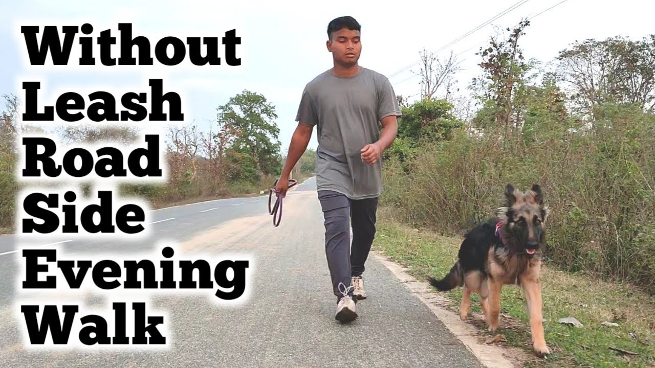 Without Leash Road Side Evening Walk With My Dog Dogs Walking