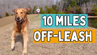 Wrangler goes for a hike at his favorite park!