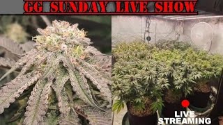 GG Sunday live
